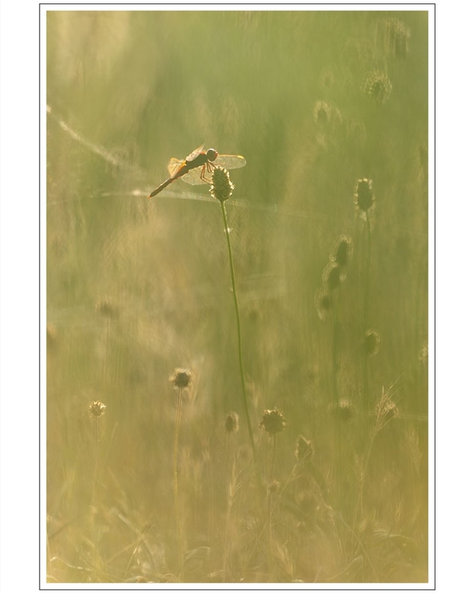 Petite libellule de fin de journée, dans les derniers rayons de soleil…
.
.
.
#photo #photography #photographie #photonature  #photographienature #wildlifephotography #wildlifephotographer #macrophotography #proxyphotographie #photographenature #photo #nature #wildlife #spring #printemps #libellule #dragonfly #instanature #naturelovers #womenphotographer #sigma150mmf28macro 
#canon5dmarkiv #prenonslapause #womenphotographers
