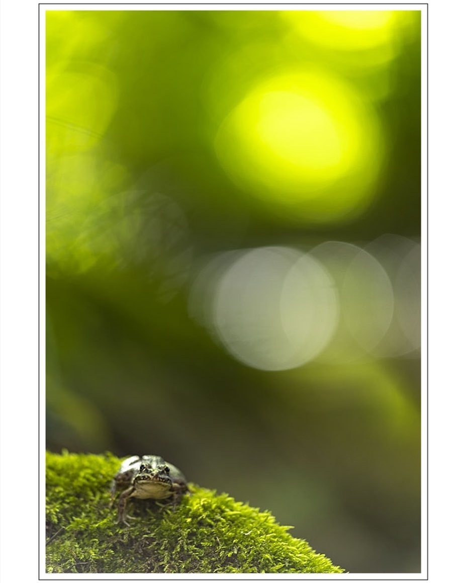 Cette petite grenouille se reposait au bord d’un petit cours d’eau, sous la lumière, presque surnaturelle, du soleil filtrant à travers les feuillages.
.
.
.
#photo #photography #photographie #photonature  #photographienature #wildlifephotography #wildlifephotographer #macrophotography #proxyphotographie #photographenature #photo #nature #wildlife #summer #été #grenouille #frog #instanature #naturelovers #womenphotographer #sigma150mmf28macro 
#canon5dmarkiv #prenonslapause #womenphotographers
