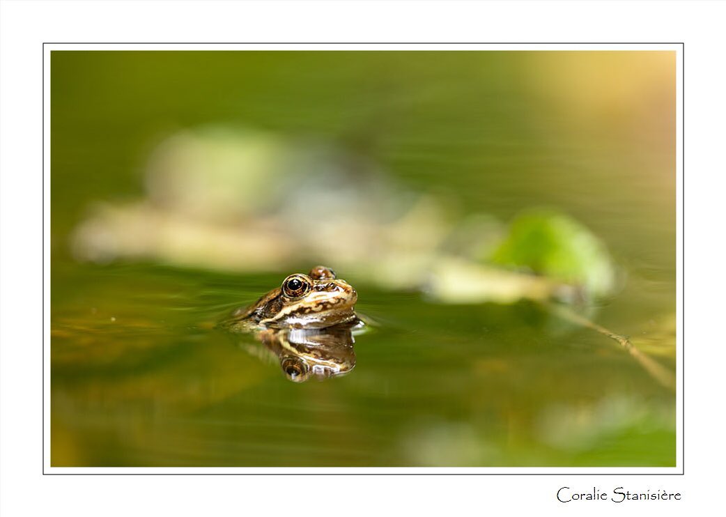 Grenouille encore mais ambiance différente, à quelques dizaines de centimètres de la photo précédente pourtant.
.
.
.
#photo #photography #photographie #photonature  #photographienature #wildlifephotography #wildlifephotographer #macrophotography #proxyphotographie #photographenature #photo #nature #wildlife #summer #été #grenouille #frog #instanature #naturelovers #womenphotographer #sigma150mmf28macro 
#canon5dmarkiv #prenonslapause #womenphotographers