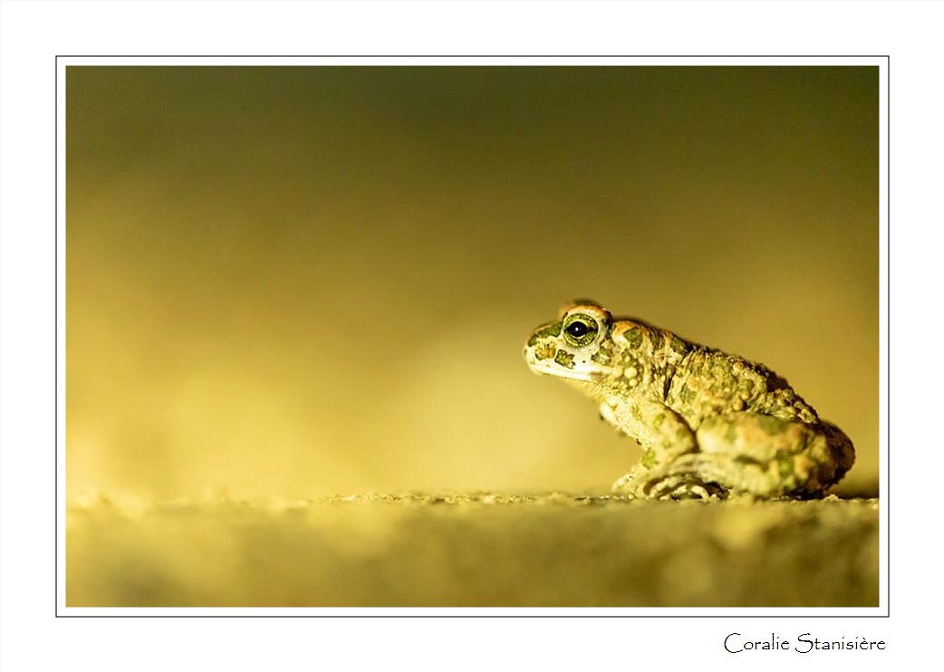EDIT : on m’a dit qu’il pourrait en fait s’agir d’un crapaud vert et non d’un crapaud calamite. Si quelqu’un peut me confirmer l’espèce, je suis preneuse.

Après une assez longue pause, me voici de retour avec une photo prise cette été d’un petit crapaud calamite . Une première rencontre avec cette espèce pour moi.
.
.
.
#photo #photography #photographie #photonature  #photographienature #wildlifephotography #wildlifephotographer #macrophotography #proxyphotographie #photographenature #photo #nature #wildlife #summer #été #crapaud #crapaudcalamite #instanature #naturelovers #womenphotographer #sigma150mmf28macro 
#canon5dmarkiv #prenonslapause #womenphotographers