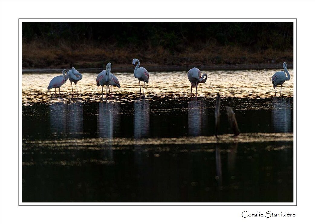 Flamants roses au coucher du soleil (Corse, août 2022).
.
.
#photo #photography #photographie #photonature  #photographienature #wildlifephotography #wildlifephotographer #photographenature #photo  #nature #wildlife #printemps #summer #oiseaux #flamantrose #birds #bns_nature #sigma150600contemporary 
#canoneos7d #prenonslapause #womenphotographers #nature_perfection