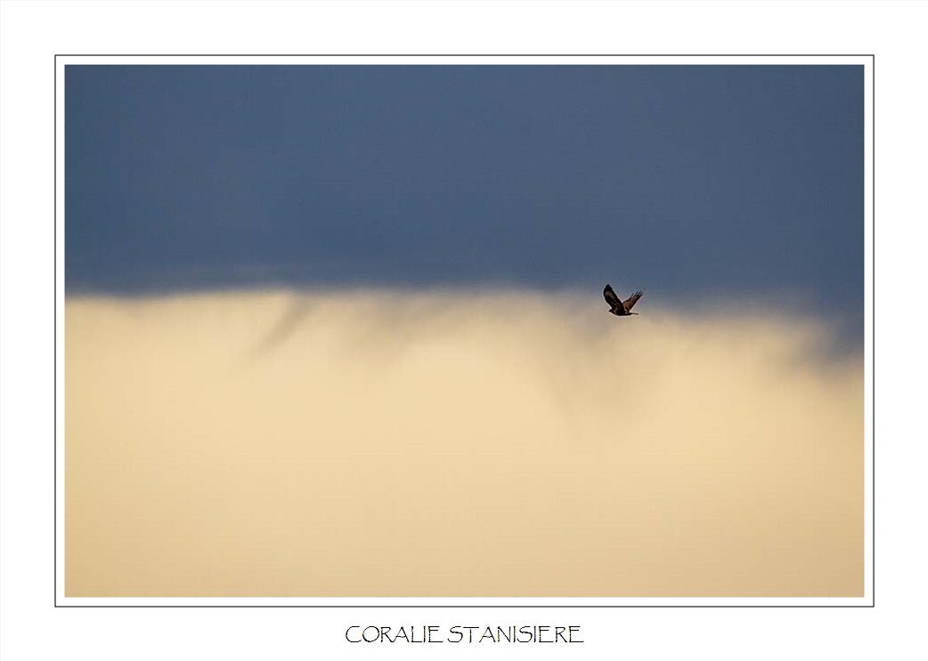 Minimaliste : une buse entre ombre et lumière…
.
.
#photo #photography #photographie #photonature  #photographienature #wildlifephotography #wildlifephotographer #photographenature #photo  #nature #wildlife #hiver #winter #oiseaux #buse #rapace #birds #bns_nature #sigma150600contemporary 
#canoneos7d #prenonslapause #womenphotographers #nature_perfection