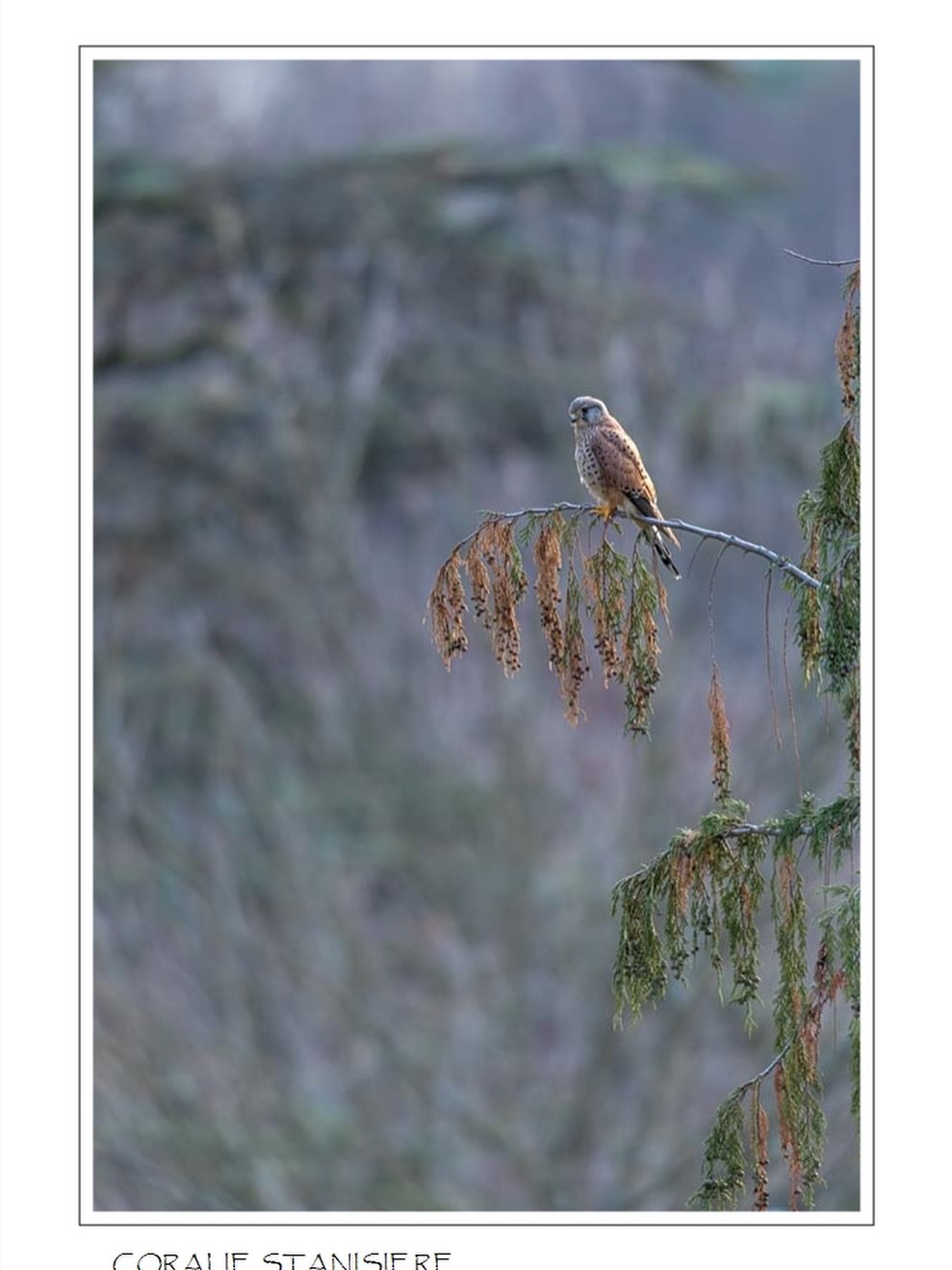 Crécerelle sur son perchoir…
.
#photography #wildlifephotography #birdsphotography #birdsofprey #wildlife