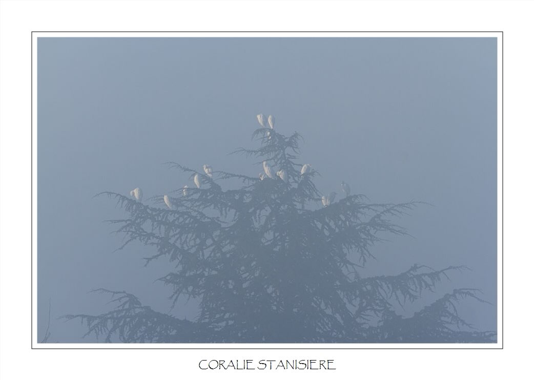 Dortoir de hérons garde-bœufs dans le brouillard matinal…
.
#photography #wildlifephotography #birdsphotography #herongardeboeufs #wildlife