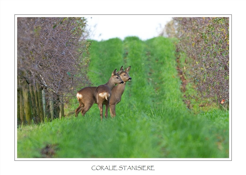 Ces chevrettes se reposaient paisiblement dans les vergers quand des aboiements les ont soudain alertées puis fait fuir.
.
#photo #photography #photographie #photonature  #photographienature #wildlifephotography #wildlifephotographer #photographenature #photo  #nature #wildlife #automne #autumn #mammiferes #mammals #chevreuil #chevrette #deer #canoneos7d #sigma150600contemporary #womenphotographers #nature_perfection