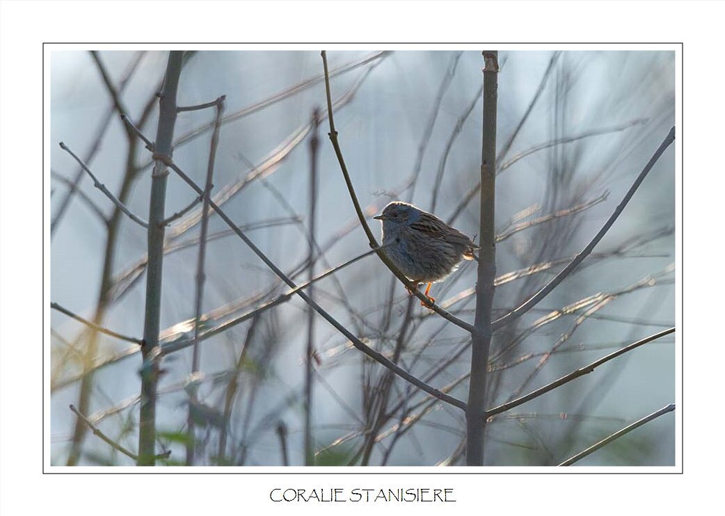 Petit accenteur mouchet dans la lumière d’une fin d’après-midi hivernale…
.
.
#photo #photography #photographie #photonature  #photographienature #wildlifephotography #wildlifephotographer #photographenature #photo  #nature #wildlife #hiver #winter #oiseaux #accenteurmouchet #accenteur #birds #bns_nature #sigma150600contemporary 
#canoneos7d #prenonslapause #womenphotographers #nature_perfection