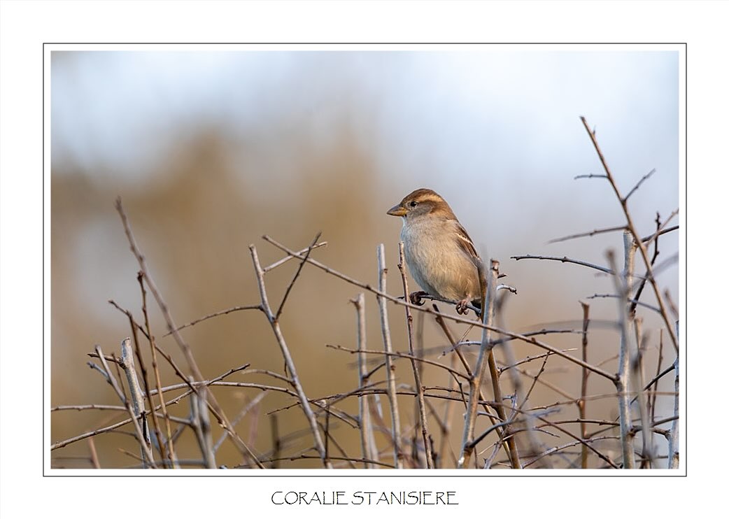 On continue dans les oiseaux avec ce petit moineau photographié dans une haie par une fin d’après-midi.
.
.
#photo #photography #photographie #photonature  #photographienature #wildlifephotography #wildlifephotographer #photographenature #photo  #nature #wildlife #automne #autumn #oiseaux #moineaudomestique #sparrow #birds #sigma150600contemporary #womenphotographers #nature_perfection