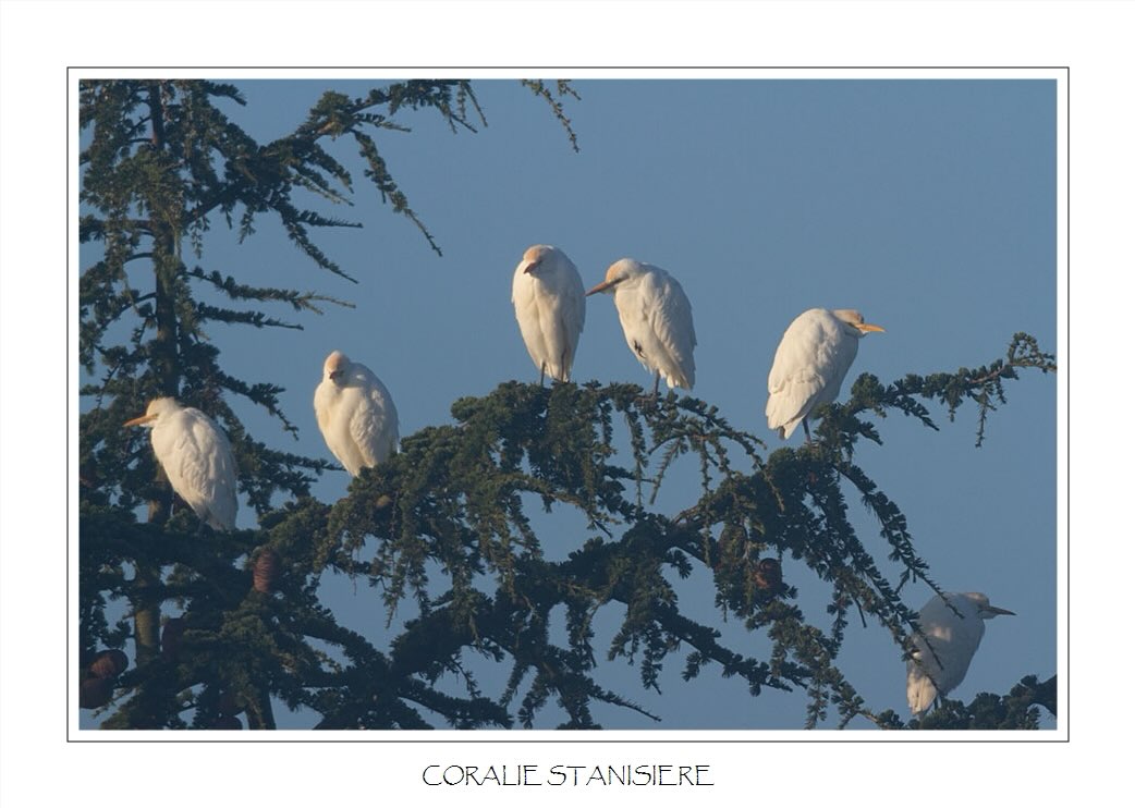 Brochette de hérons garde-bœufs 😁
.
#photography #wildlifephotography #birdsphotography #herongardeboeufs #wildlife