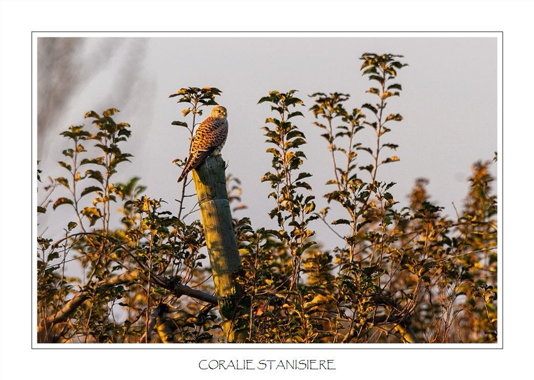 Crécerelle posé dans les vergers…
.
#photography #wildlifephotography #birdsphotography #birdsofprey #wildlife