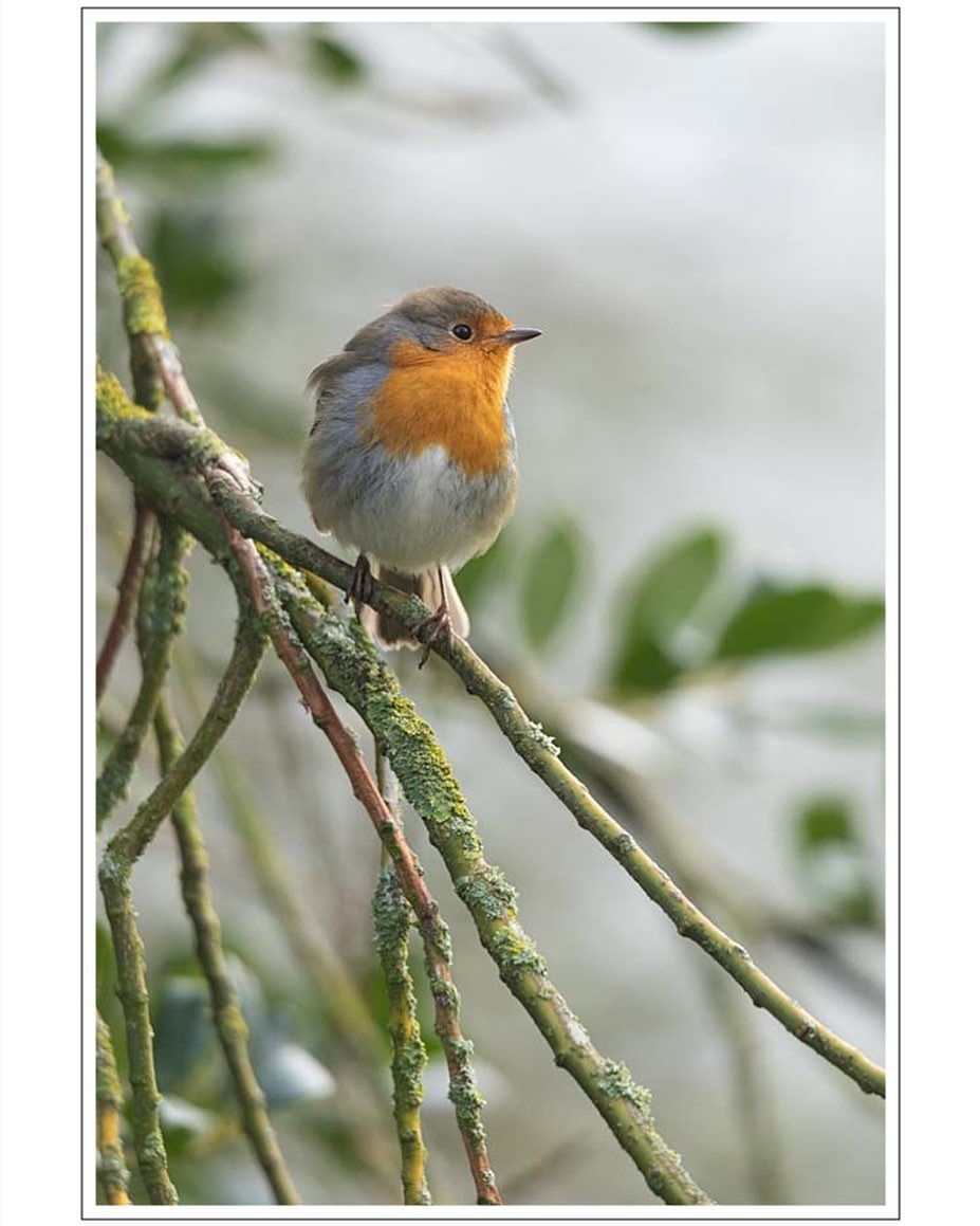Encore un petit rouge-gorge par un matin d’hiver.
.
.
#photo #photography #photographie #photonature  #photographienature #wildlifephotography #wildlifephotographer #photographenature #photo  #nature #wildlife #hiver #winter #oiseaux #rougegorge #birds #bns_nature #sigma150600contemporary 
#canoneos7d #prenonslapause #womenphotographers #nature_perfection
