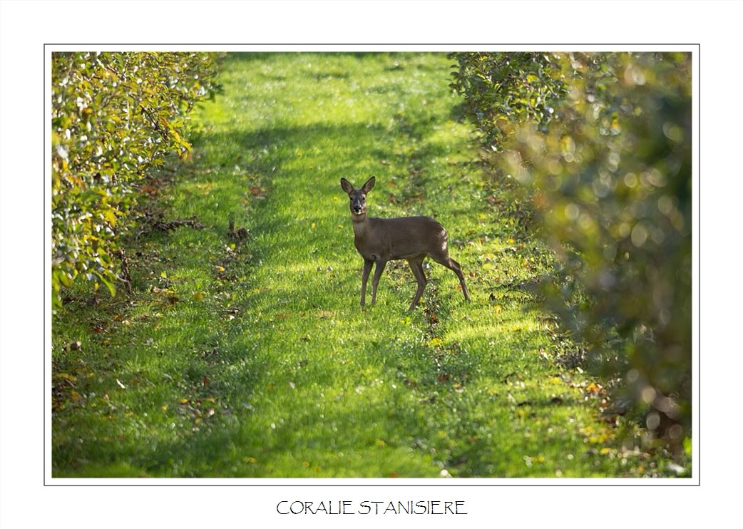 Cette chevrette cherchait les dernières pommes dans les vergers par une belle matinée de novembre, rejoint par la suite par un brocard et une deuxième chevrette…
.
#photo #photography #photographie #photonature  #photographienature #wildlifephotography #wildlifephotographer #photographenature #photo  #nature #wildlife #automne #autumn #mammiferes #mammals #chevreuil #chevrette #deer #canoneos5dmarkiv #sigma150600contemporary #womenphotographers #nature_perfection