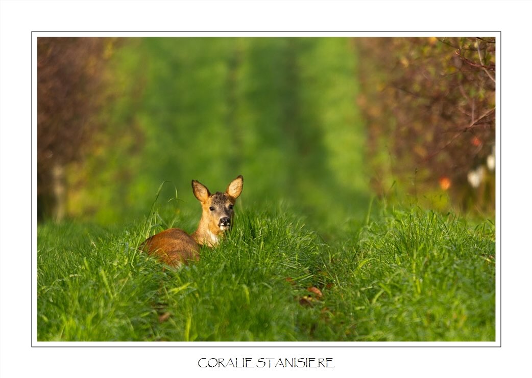 Un brocard, sans ses bois, se reposant au milieu des vergers par un beau matin de décembre…
.
#photo #photography #photographie #photonature  #photographienature #wildlifephotography #wildlifephotographer #photographenature #photo  #nature #wildlife #automne #autumn #mammiferes #mammals #chevreuil #brocard #deer #canoneos7d #sigma150600contemporary #womenphotographers #nature_perfection