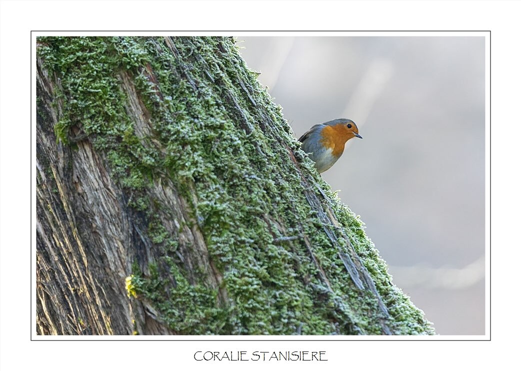 De retour ici après une longue absence… Très peu de photo animalière ces derniers mois, par manque de temps et de motivation, mais je reviens enfin avec une petite photo de rougegorge.
.
.
#photo #photography #photographie #photonature  #photographienature #wildlifephotography #wildlifephotographer #photographenature #photo  #nature #wildlife #automne #autumn #oiseaux #rougegorge #robin #birds #sigma150600contemporary #womenphotographers #nature_perfection