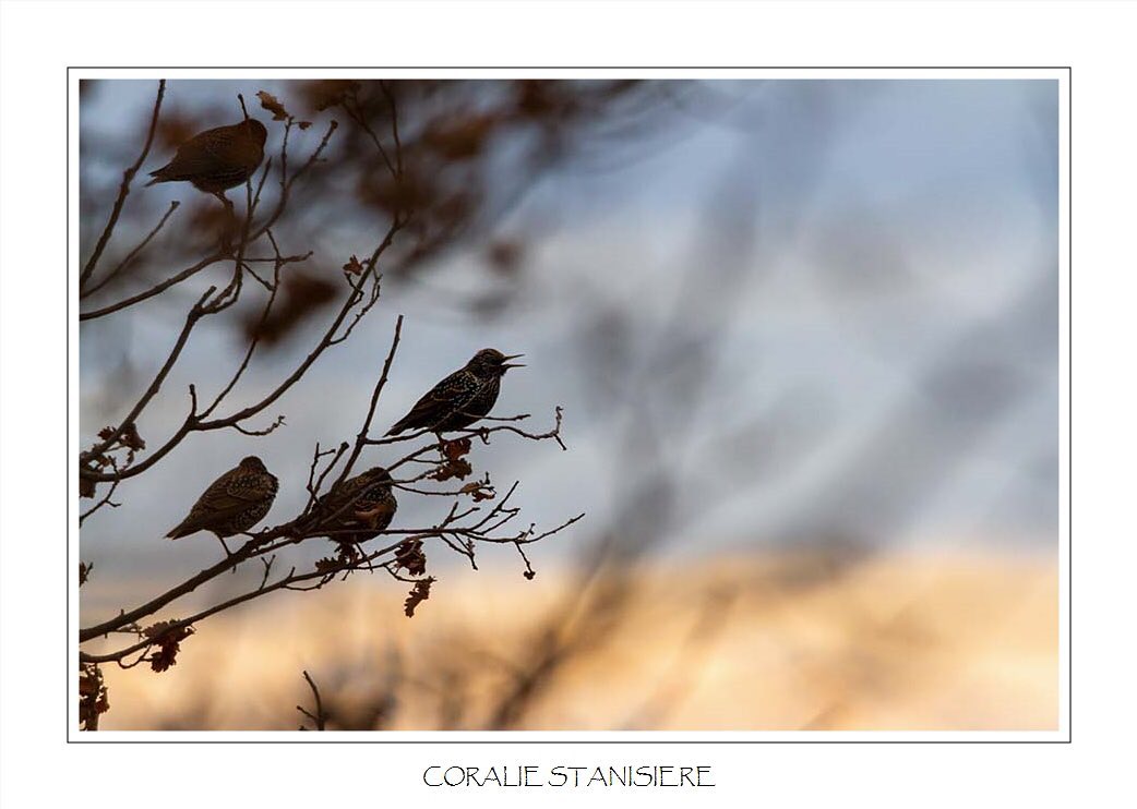 Un petit groupe d’étourneaux chantaient dans cet arbre en bord de sentier, sur fond de jolies lumières de fin de journée…
.
.
#photo #photography #photographie #photonature  #photographienature #wildlifephotography #wildlifephotographer #photographenature #photo  #nature #wildlife #hiver #winter #oiseaux #etourneaux #birds #bns_nature #sigma150600contemporary 
#canoneos7d #prenonslapause #womenphotographers #nature_perfection