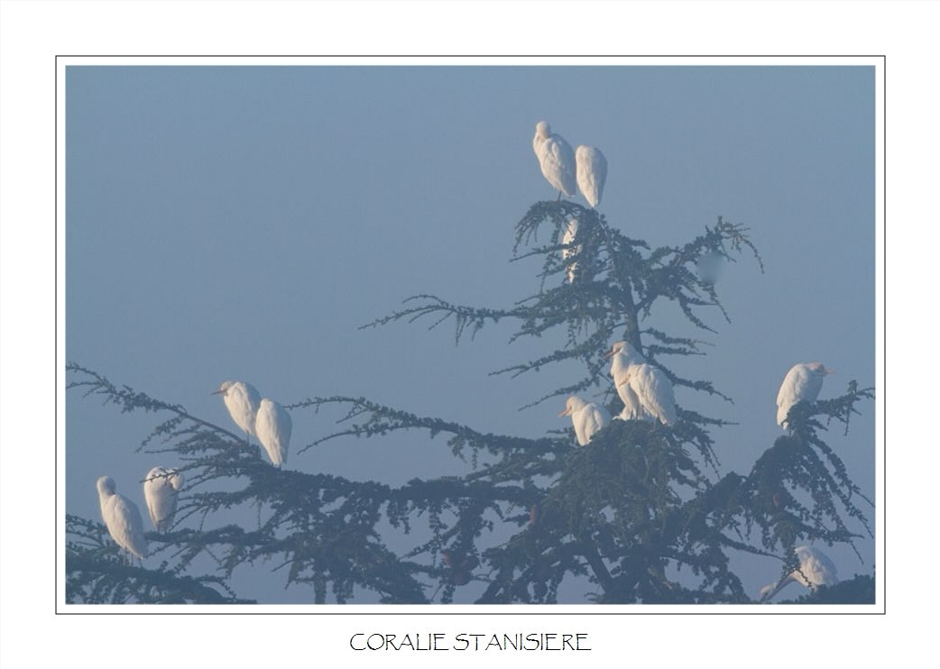 Dortoir de hérons garde-bœufs dans le brouillard matinal…
.
#photography #wildlifephotography #birdsphotography #herongardeboeufs #wildlife