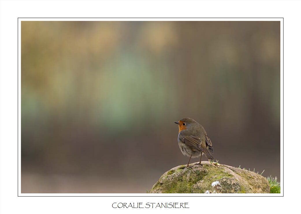 Le froid rend ces petits oiseaux bien téméraires. Ce petit rouge-gorge s’est approché à moins d’un mètre de moi pour venir grappiller ce qui se trouvait au sol.
.
.
#photo #photography #photographie #photonature  #photographienature #wildlifephotography #wildlifephotographer #photographenature #photo  #nature #wildlife #hiver #winter #oiseaux #rougegorge #birds #bns_nature #sigma150600contemporary 
#canoneos7d #prenonslapause #womenphotographers #nature_perfection