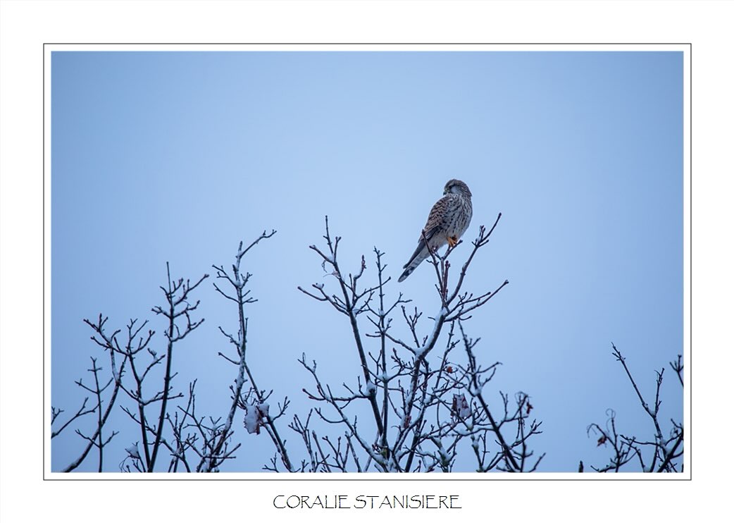 Crécerelle sous la neige…
.
#photography #wildlifephotography #birdsphotography #birdsofprey #wildlife