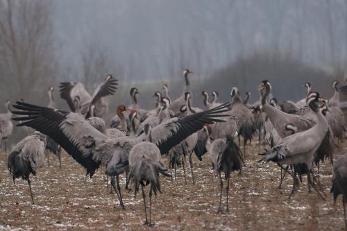 Grues cendrées