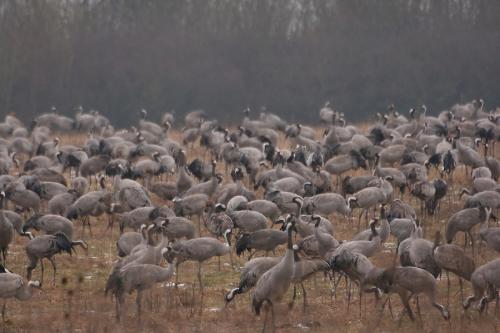 Grues cendrées