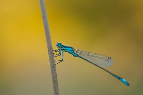 Agrion élégant