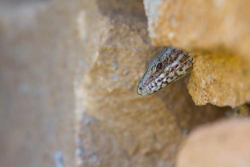 Lézard des murailles