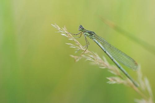 Agrion à larges pattes