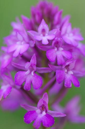 OrchidÃ©es