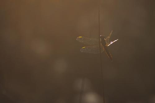 Orthetrum bleuissant