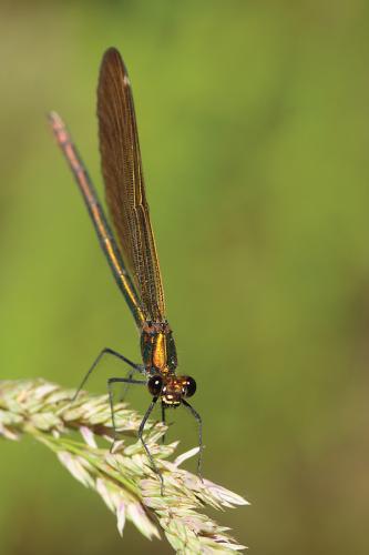Calopteryx éclatant