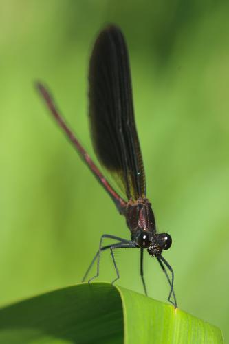 Calopteryx éclatant