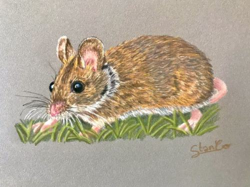 Mulot sylvestre