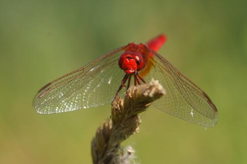 Libellule écarlate 