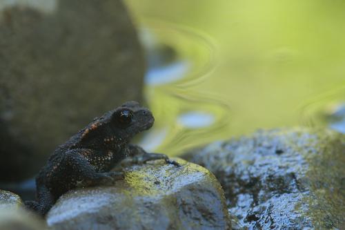 Crapaud commun