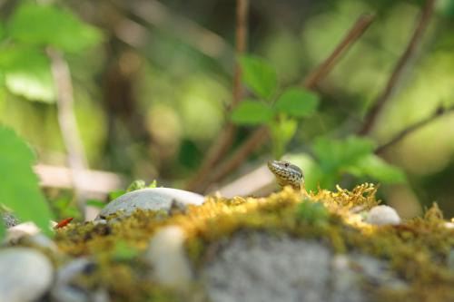Lézard des murailles