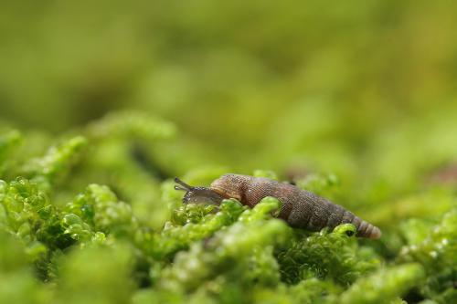 Escargot