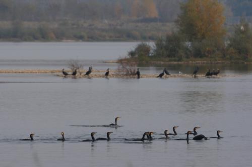 Grands cormorans