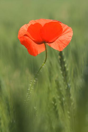 Coquelicot