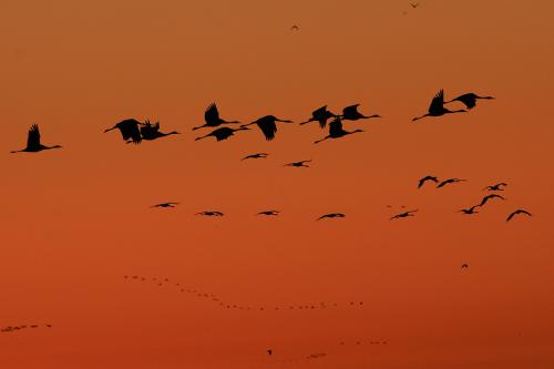 Grues cendrées