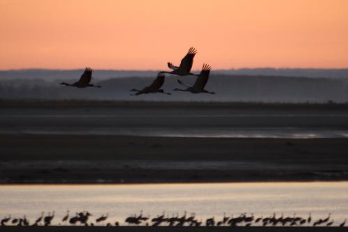 Grues cendrées