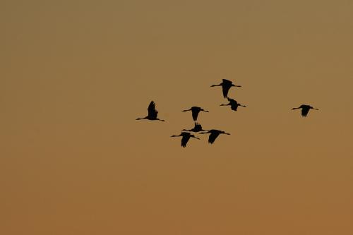 Grues cendrées