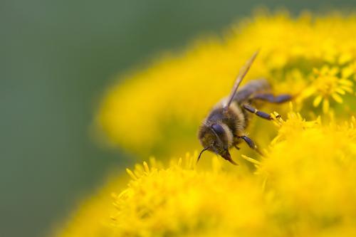 Abeille