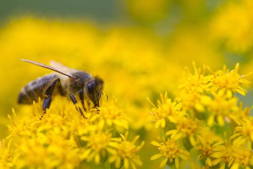 Abeille