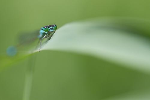 Agrion élégant