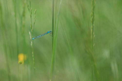 Agrion élégant
