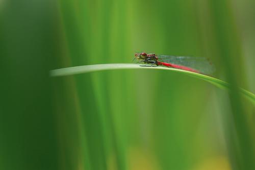 Agrion délicat