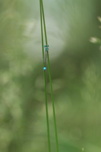 Agrion élégant