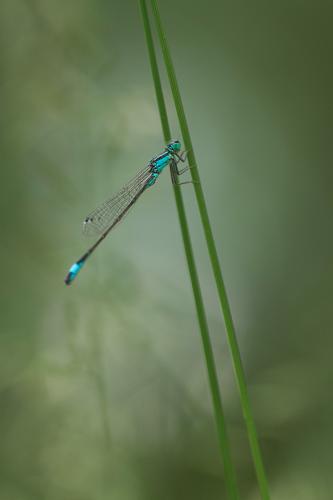 Agrion élégant