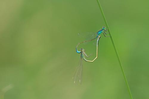 Agrion élégant
