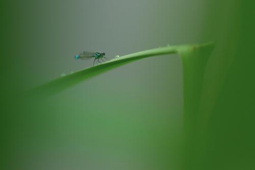 Agrion élégant
