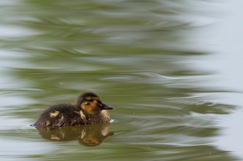 Canards, oies, etc